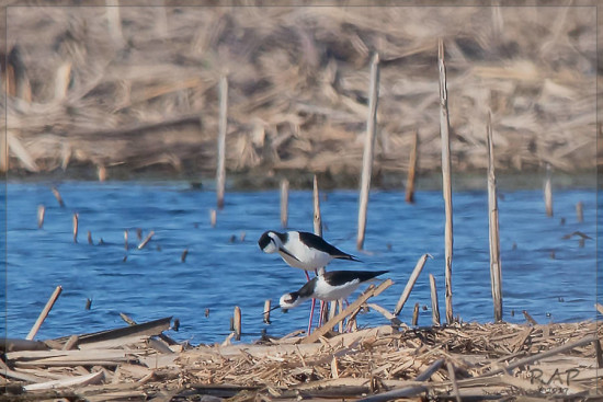 Tero real/Black-backed Stilt