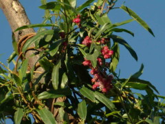 Zarzaparrilla colorada/Muehlenbeckia sagittifolia