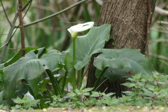 Cala/Calla lily