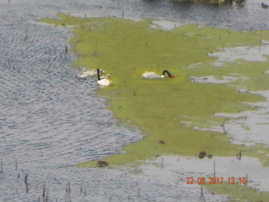 Cisne cuello negro/Balck-necked Swan