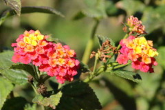 Lantana