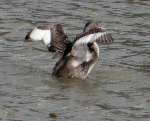 Macá grande/Great Grebe