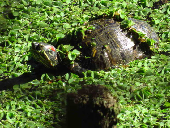 Tortuga de oregas rojos/Red-eared turtle