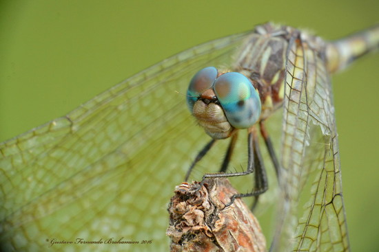 Alguacil/dragonfly