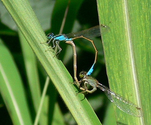 Caballito del diablo/Damselfly