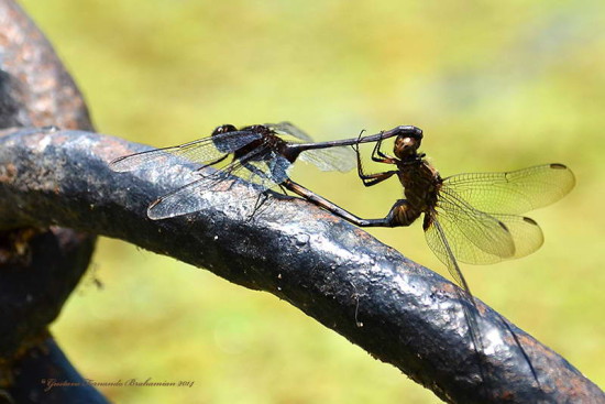 Alguacil/Dragonfly