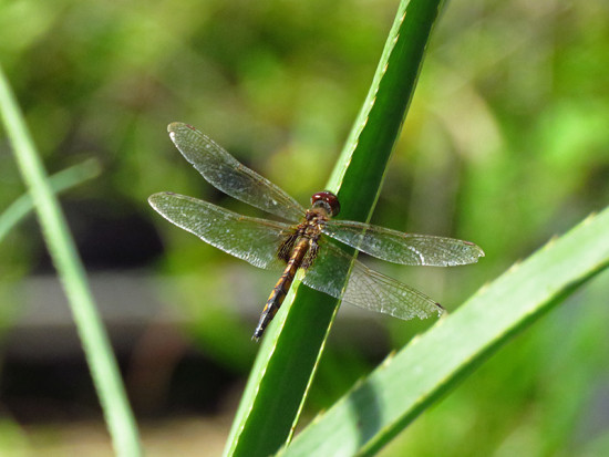 Alguacil/Dragonfly