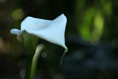 Cala/Calla lily