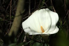 Cala/Calla lily