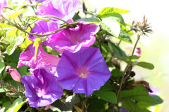 Campanilla violeta/Ocean blue morning glory