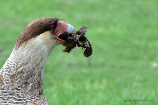 Carancho/Southern Caracara