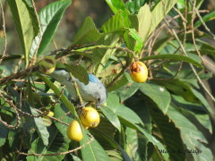 Celestino-níspero/Tanager-loquat