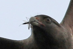 Chimango/Chimango Caracara