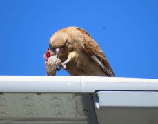 Chimango/Chimango caracara