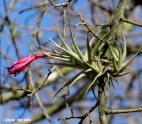 Clavel del aire/Carnations of the air