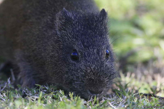 Cuis/Brazilian guinea pig