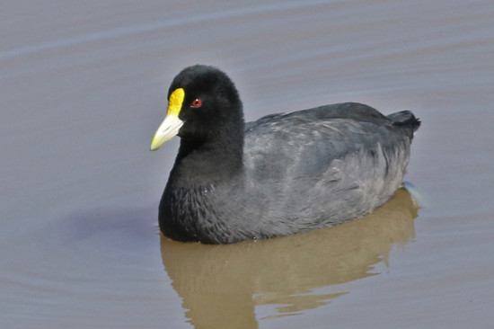 Gallareta chica/White-winged coot