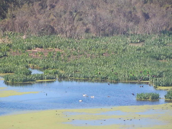 Lag Gaviotas/Gull Pond