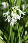 Lágrima de la virgen/Three-cornered leek