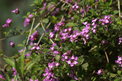 Camará morada/Lantana megapotamica