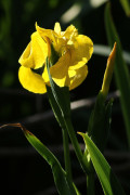 Lirio amarillo/Iris pseudacorus