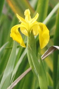 Lirio amarillo/Water yellow flag