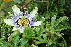 Mburucuyá/Passion flower