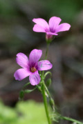 Vingarillo rosado/Pink sorrel