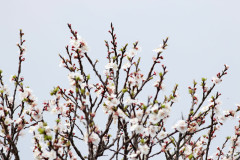 Prunus sp