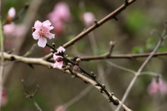 Prunus sp