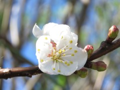 Prunus sp