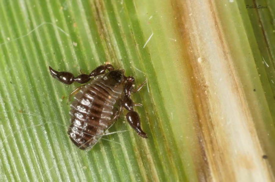 Pseudoescorpión/False scorpion