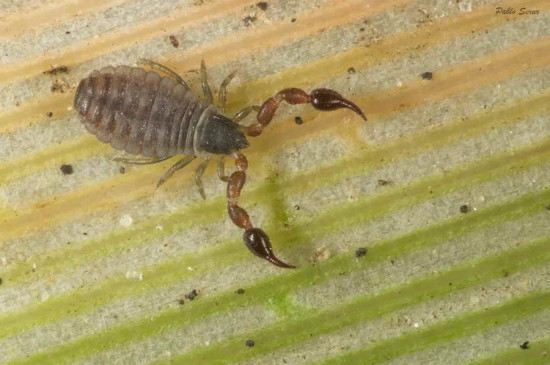 Pseudoescorpión/False scorpion