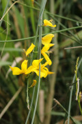 Retama/Spanish broom