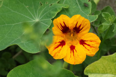 Taco de reina/Nasturtium