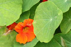 Taco de reina/Nasturtium