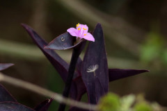 Tradescantia púrpura/Purple heart