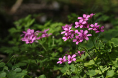 Vingarillo rosado/Pink sorrel