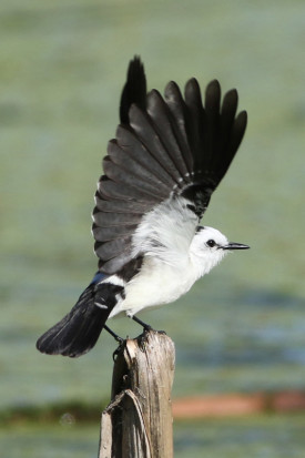 Viudita blanca/Black-backed Water-Tyrant