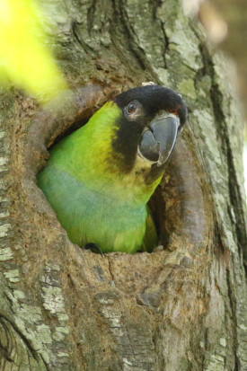 Ñanday/Nenday Parakeet