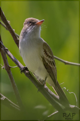 Burlisto pico canela/Swainson's Flycatcher