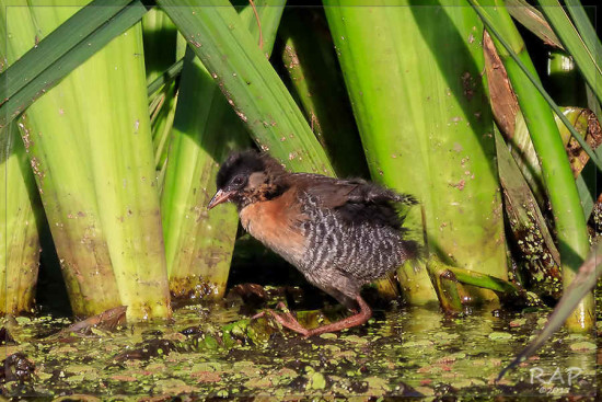 Burrito común/Rufous-sided Crake