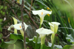 Cala/Calla lily