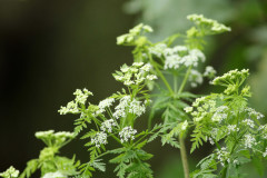 Cicuta/Poison hemlock