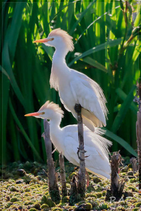 Garcita bueyera/Cattle Egret