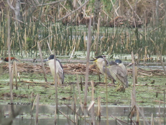 Garza bruja/Black-crowned Night-Heron