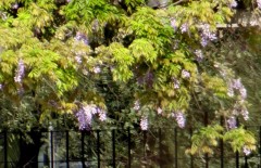 Glicina/Chinese wisteria