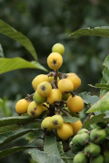 Níspero/Loquat