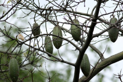 Palo borracho/Silk floss tree