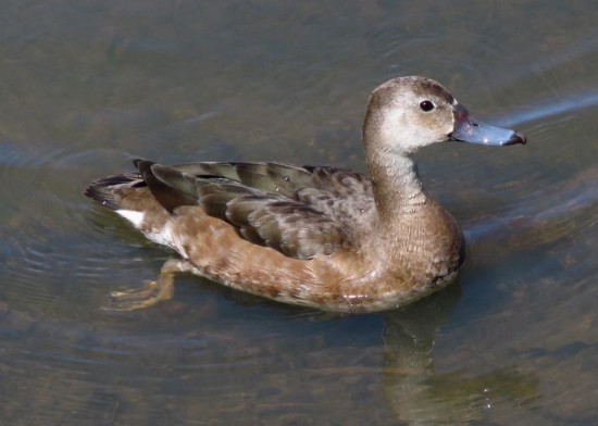 Pato picazo/Rosy-billed Pochard